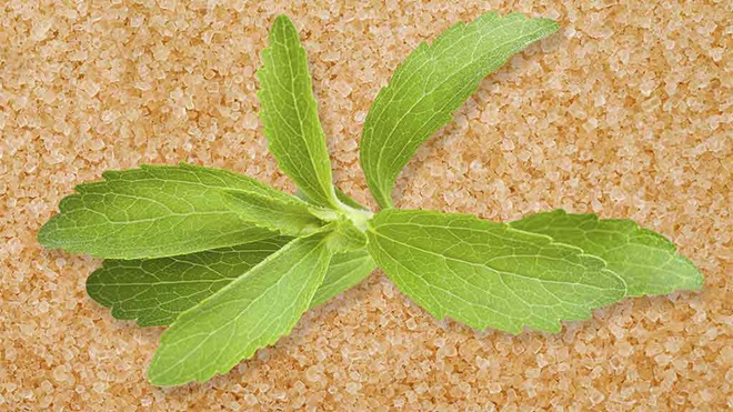 stevia leaves in sugar